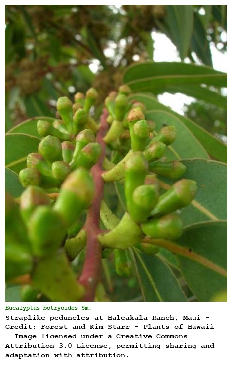 Eucalyptus botryoides Sm.